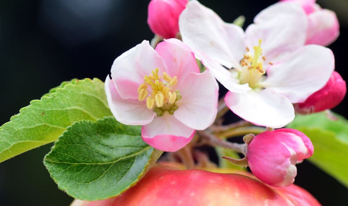 Sebastopol Apple Blossom Festival 2019 News Rio Nido Lodge